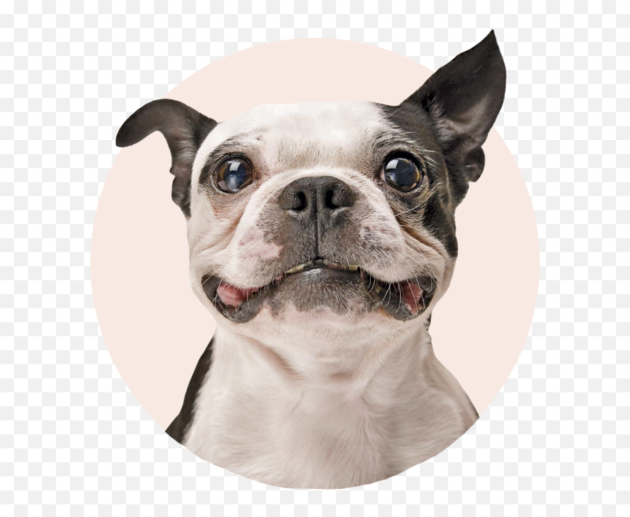 Welcome To Petmasters - Inspired By Pets U0026 The People Who Dog With Sparkling Teeth Png,Dog Filter Png