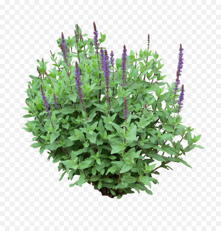 Bushes Free Png Transparent Image - Shrubs Transparent Png,Shrub Transparent Background