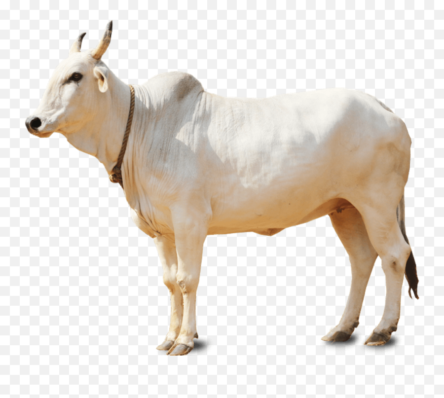Png - White Cow Png,Cattle Png