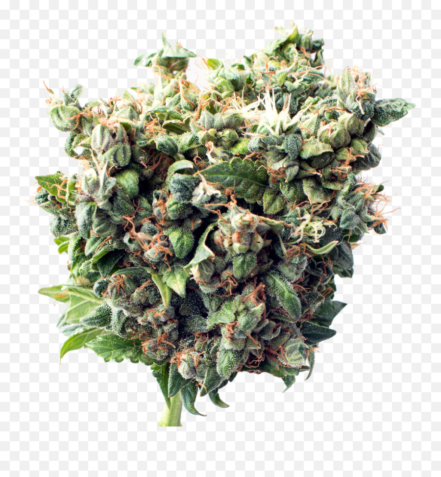 One Plant - Pgr Weed Png,Weed Nugget Png