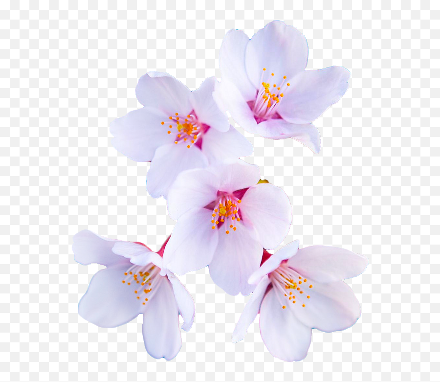 An Entry From Transparent Flowers Powered By Tumblrcom - Snow Crocus Png,Transparent Flower Border Tumblr