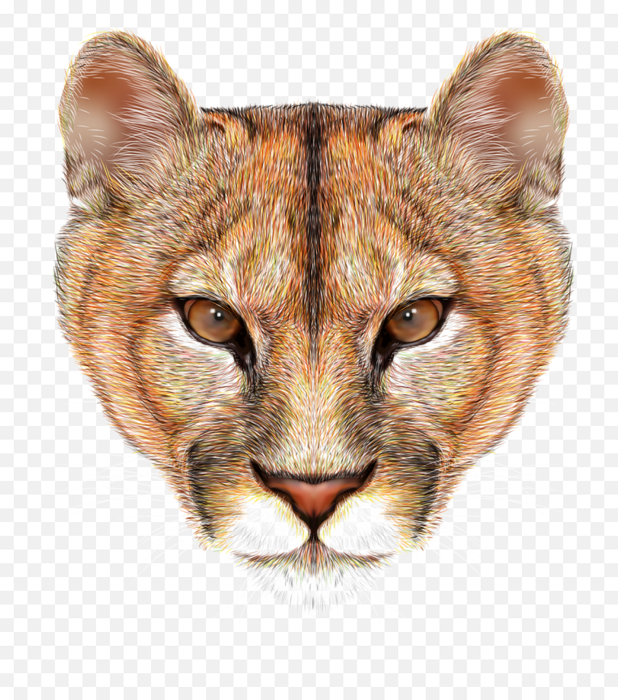 Mountain Lion Image Clip Art - Mountain Lion Head Png,Mountain Lion Png