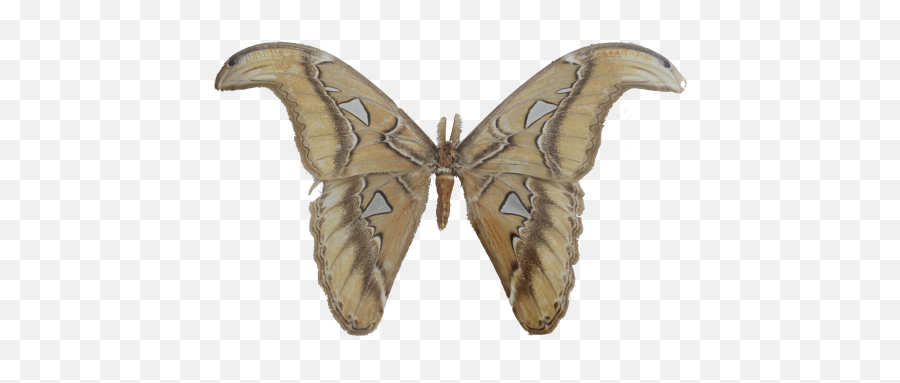 Peninjau Borneo - Swallowtail Butterfly Png,Cinema Xxi Palembang Icon
