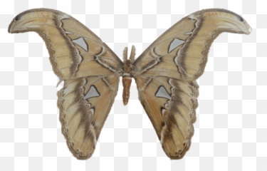 Peninjau Borneo - Swallowtail Butterfly png