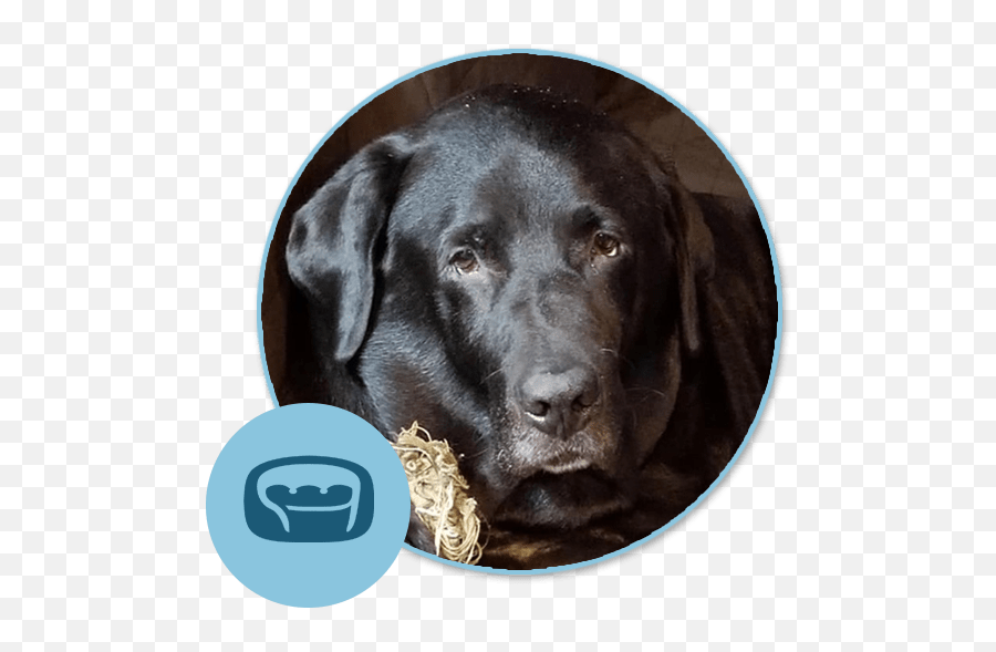 Pet Library Blakeslee Animal Clinic In Pa - Labrador Retriever Png,Pet Bowl Icon