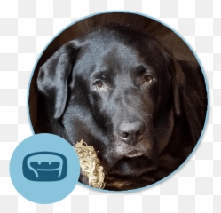 Pet Library Blakeslee Animal Clinic Pa - Labrador Retriever png