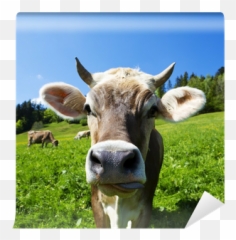 Wall Mural Kuh Auf Der Alm - PIXERSHK png