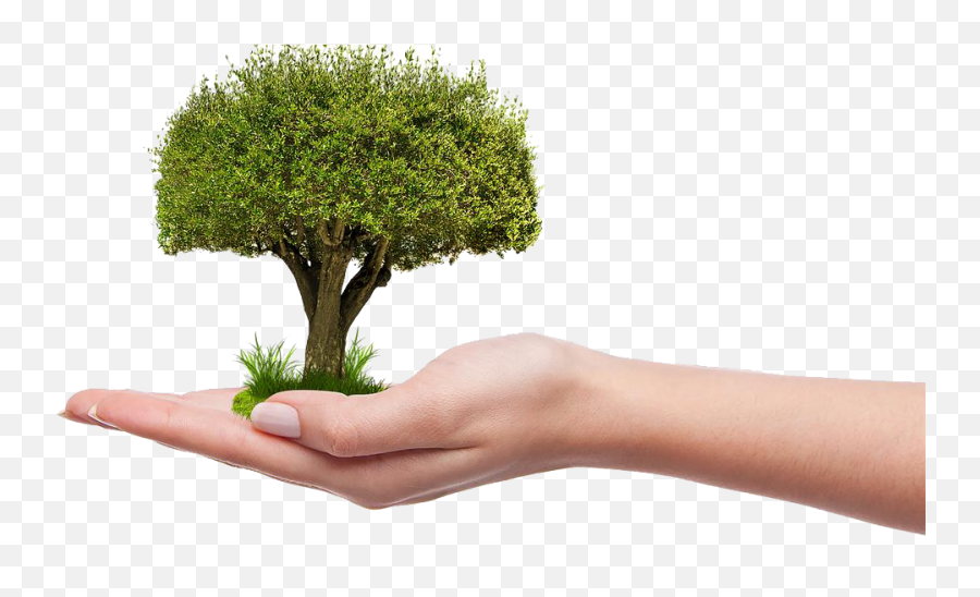 Save Tree Png Hd - Plant More Trees Png,Bonsai Tree Png