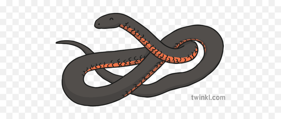 Red Bellied Black Snake Illustration - Twinkl Serpent Png,Black Snake Png