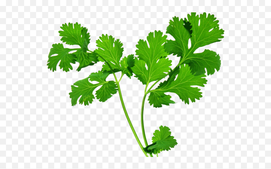 Herbs Png Transparent - Transparent Coriander Leaf Png,Herbs Png