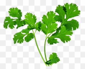 Herbs Png Transparent - Transparent Coriander Leaf Png,Herbs Png
