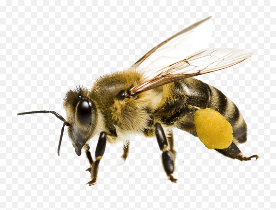 Bee Png Transparent Image - Honey Bee Transparent Background,Bumblebee Png
