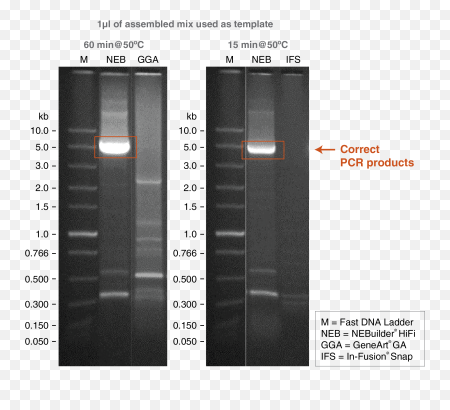 Neb Expressions 2021 Issue 3 - Hifi Assembly Dna Ligation Gel Electrophoresis Png,Resource References Will Not Work Correctly In Images Generated For This Vector Icon For Api 21