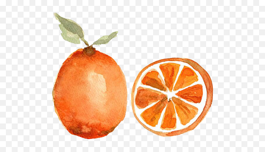 Clementine Png - Orange Drawing Clementine Dibujos De Fruta Dibujos De Acuarela Faciles,Clementine Png