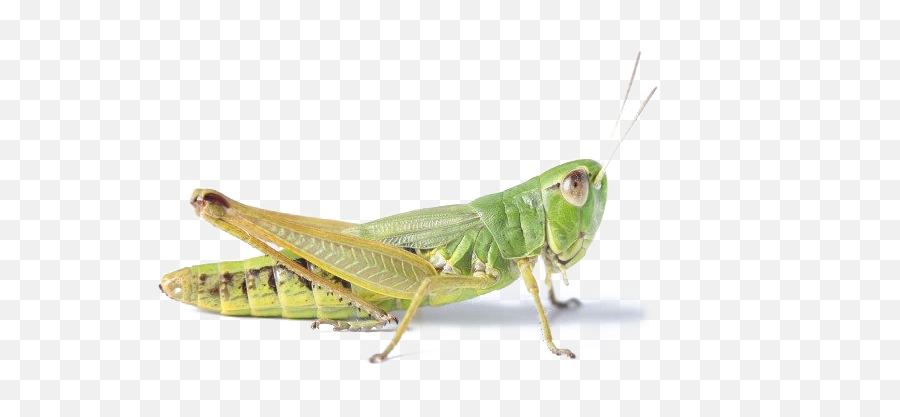 Realistic Grasshopper Png Transparent - Cricket Grasshopper,Grasshopper Png