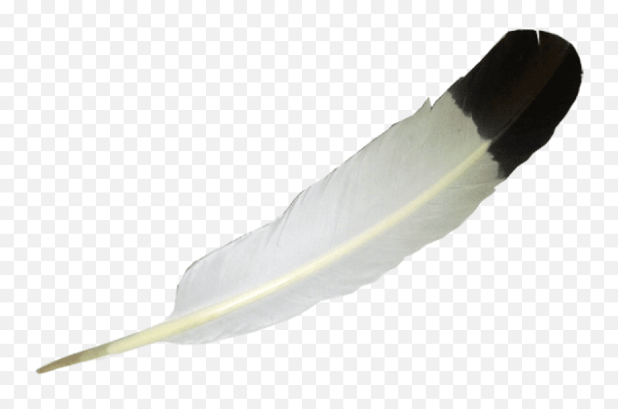 Png Background - Eagle Feather White Background,Feather Transparent Background