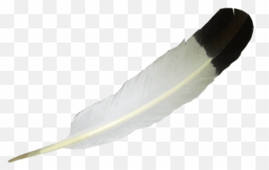 Png Background - Eagle Feather White Background,Feather Transparent Background