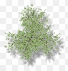 Index Of - Land Plant png