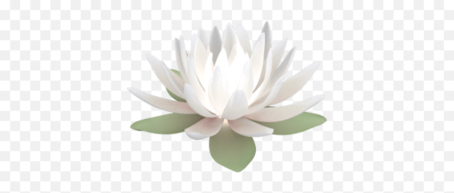 Png V06 Photo Lotus - 49 Transparent Background White Lotus Png,Lotus Png