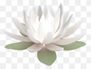 Png V06 Photo Lotus - 49 Transparent Background White Lotus Png,Lotus Png