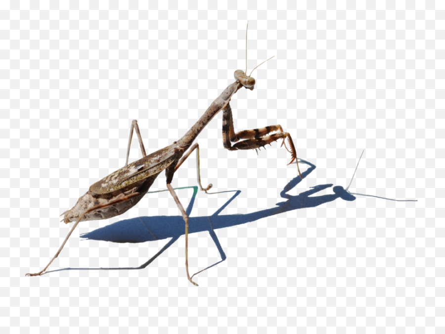Mantis Png Picture - Mantis,Mantis Png