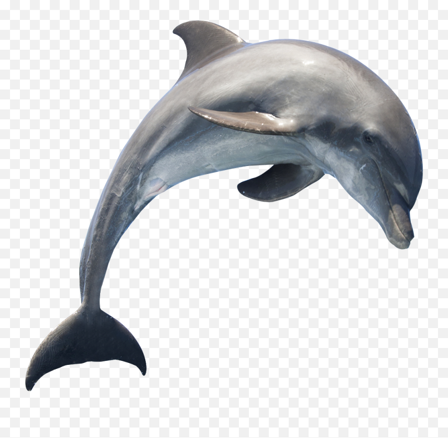 Dolphin Png Transparent Free Images - Transparent Dolphin Png,Fish Png Transparent
