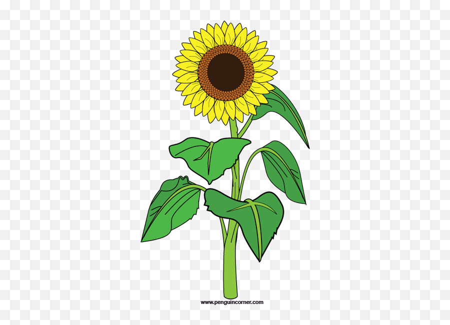Sunflower Clipart Png 41037 - Free Icons And Png Backgrounds Clipart Of A Sunflower,Plant Clipart Png