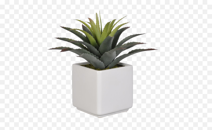 Succulent Desk Top Plant In Pot - Ceramic Planter With Drainage Hole Png,Succulent Transparent Background