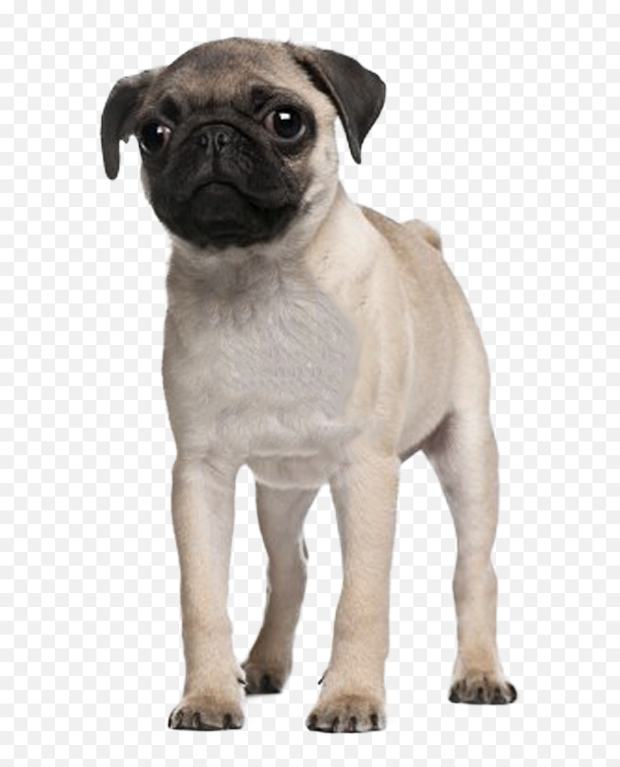 Download Pug Puppy - 3 Months Old Pug Full Size Png Image 3 Month Pug Puppy,Pug Png