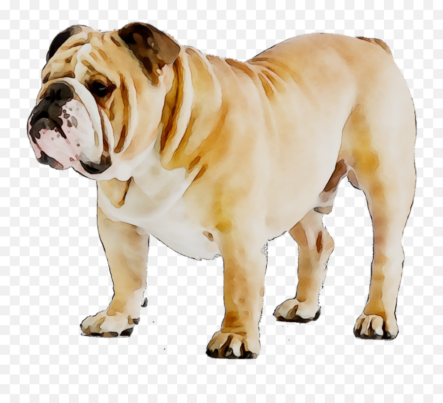 Bulldog Breed Dog French American Puppy - Transparent Background Bulldog Png,Bulldog Png