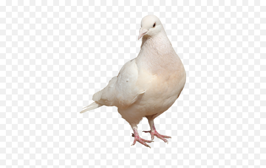 Download Hd White Doves Png - Picsart Pigeon Png Hd,White Doves Png