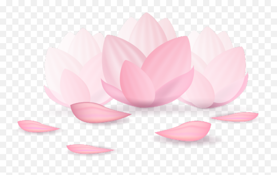 Ftestickers Flowers Lotus Sticker - Sacred Lotus Png,Lotus Transparent