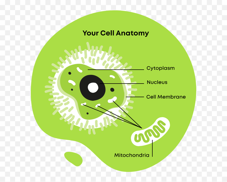 What Is Mitochondrial Disease Mito Faqs My Mission - Cd Png,Mitochondria Png