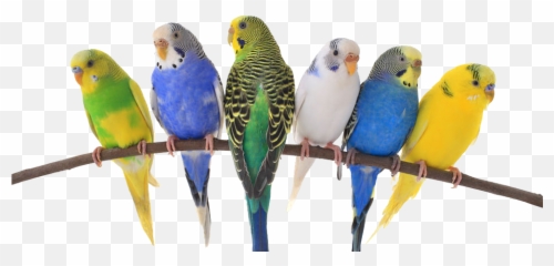 Birds U0026 Exotic Pets - Bird Veterinarian Cockatiels Iguana Pets Birds Png,Pets Png