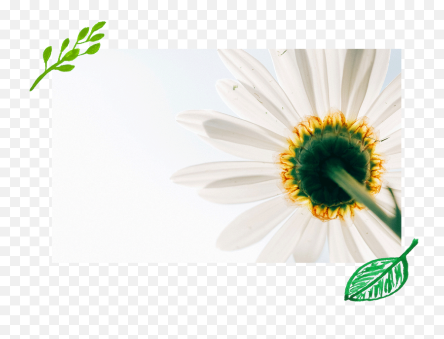 Shari Elman - Hd Png,White Daisy Png