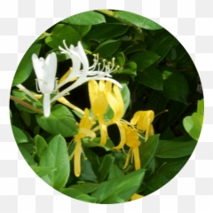 Honeysuckle - Japanese Honeysuckle Png,Honeysuckle Png