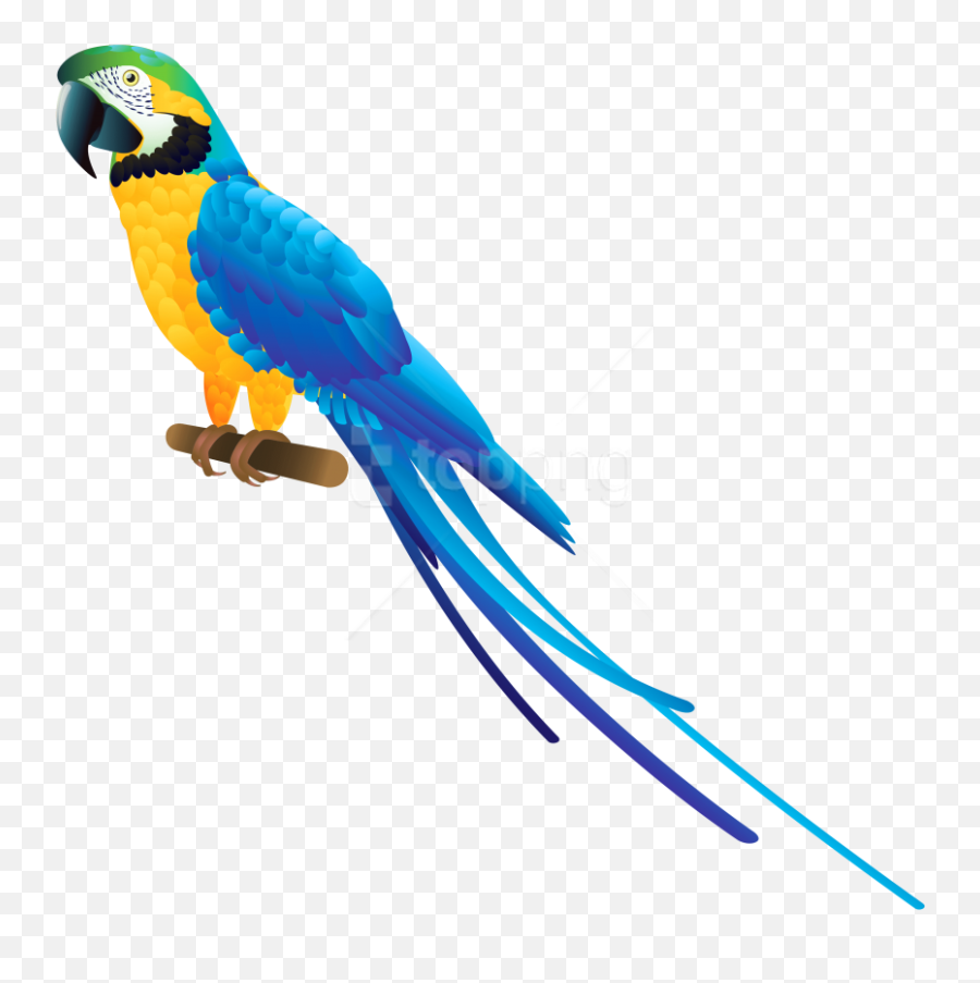 Macaw Clipart Transparent Png - Parrot Png Clipart,Macaw Png
