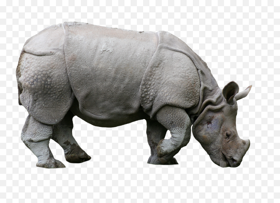Rhino Animals Nature Sticker By Umit Ercan - Indian Rhino Png,Rhinoceros Png