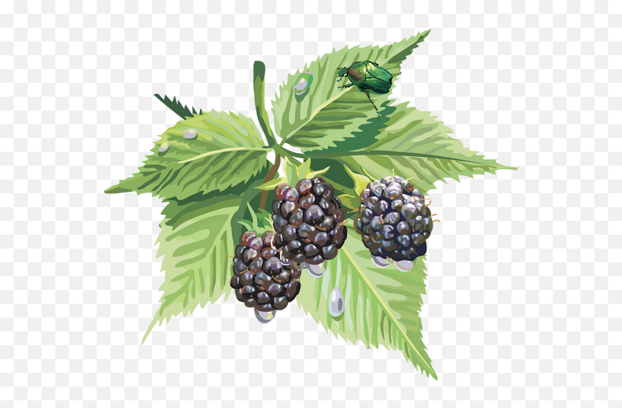 Mûres Png Tube - Zarzamora Png Blackberries Png,Blackberries Png
