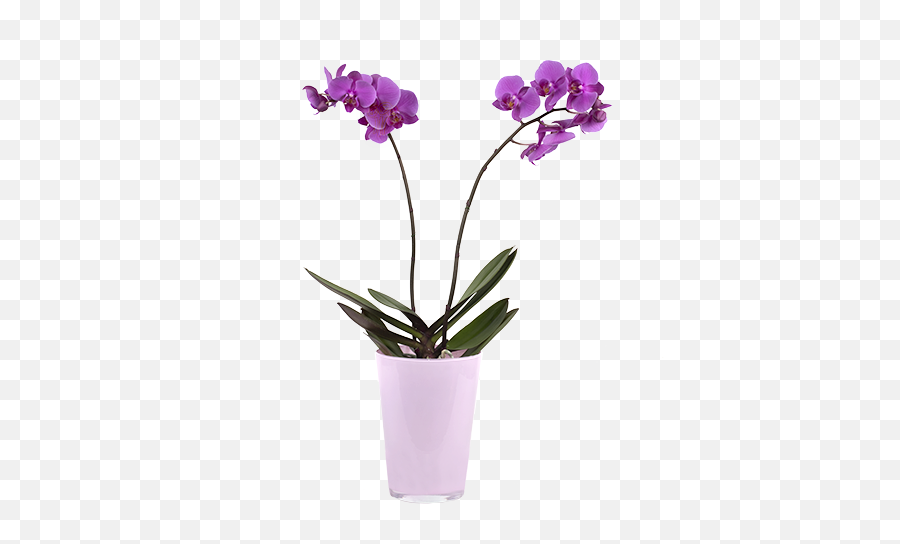 Download Violet Orchid - Orchidée En Pot Png,Orchids Png