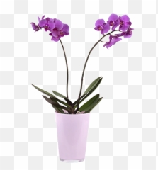 Download Violet Orchid - Orchidée En Pot Png,Orchids Png