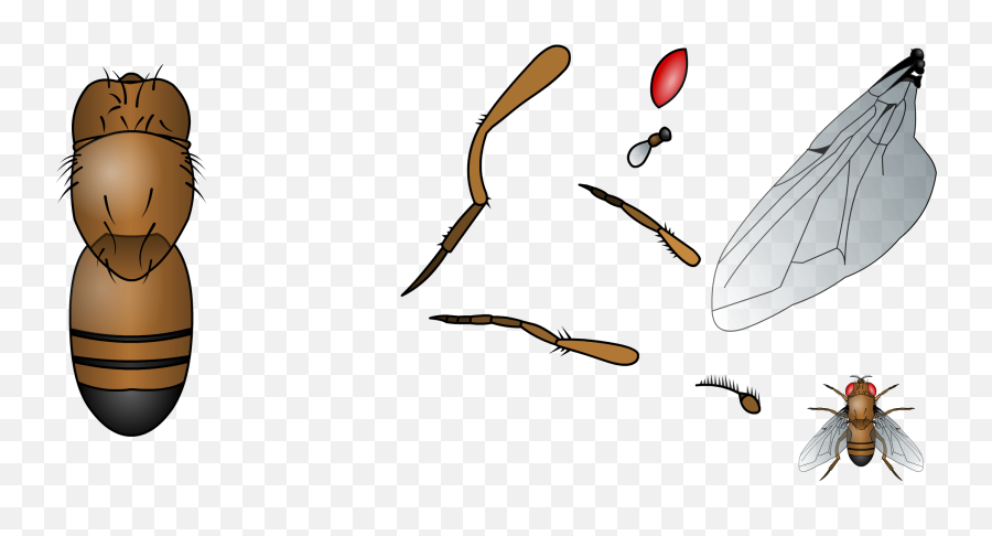 Mechanisms Of Evolution Beyond Natural Selection Texas Gateway - Pest Png,Natural Selection 2 Icon