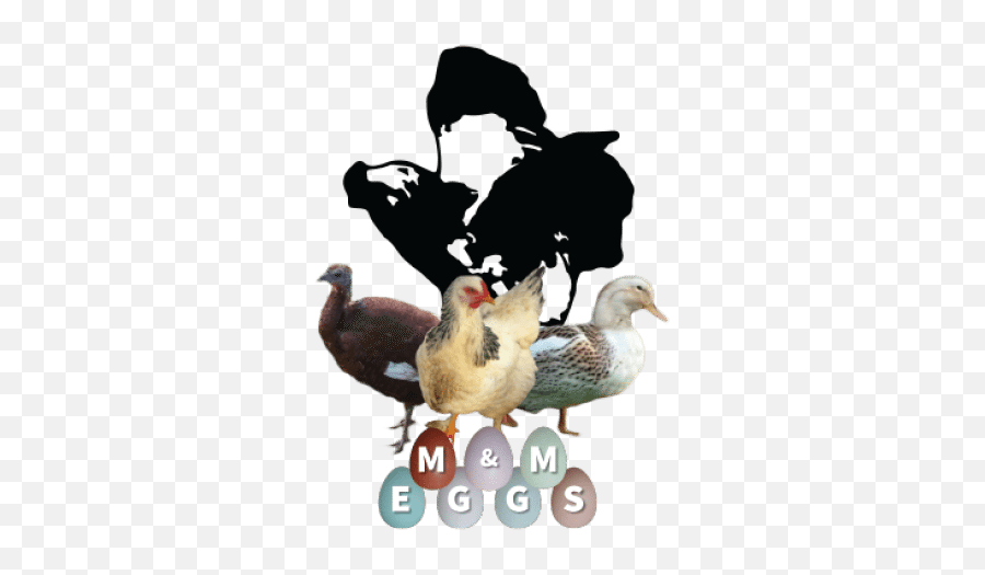 About Us Mu0026m Eggs - Domestic Duck Png,St Lawrence Icon