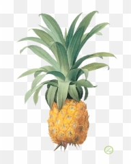 Png Background - Pierre Joseph Redoute Prints Fruits Ananas,Pineapple Transparent