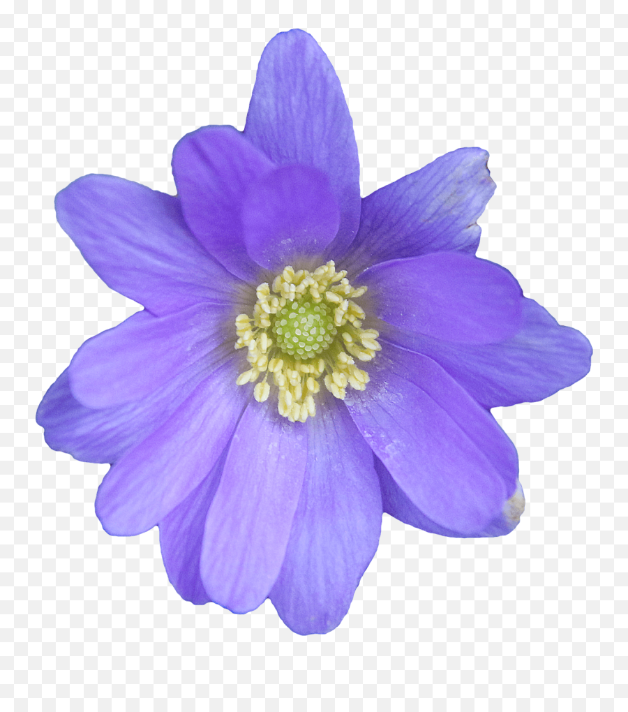 Flower Blue Transparent Png - Blue Anemone Png,Wildflower Png