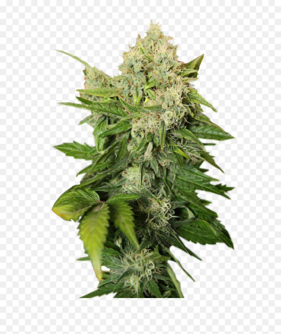 Transparent Background Weed Png - Transparent Background Weed Png,Weed Transparent Background