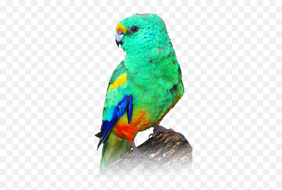 Download Hd Indian Parrot Png - Mulga Parrot Painting Mulga Parrot,Parrot Png