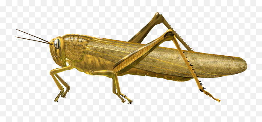 Grasshopper Png - Grasshopper Png,Grasshopper Png