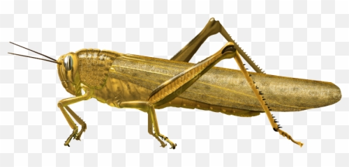 Grasshopper Png - Grasshopper Png,Grasshopper Png