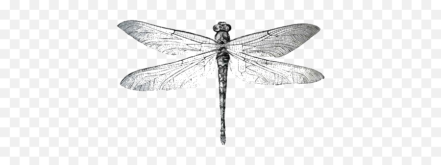 Dragonfly Photography Transparent U0026 Png Clipart Free - Black And White Dragonfly Transparent,Dragonfly Png